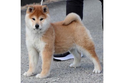 成約済の愛知県の柴犬-370264の3枚目